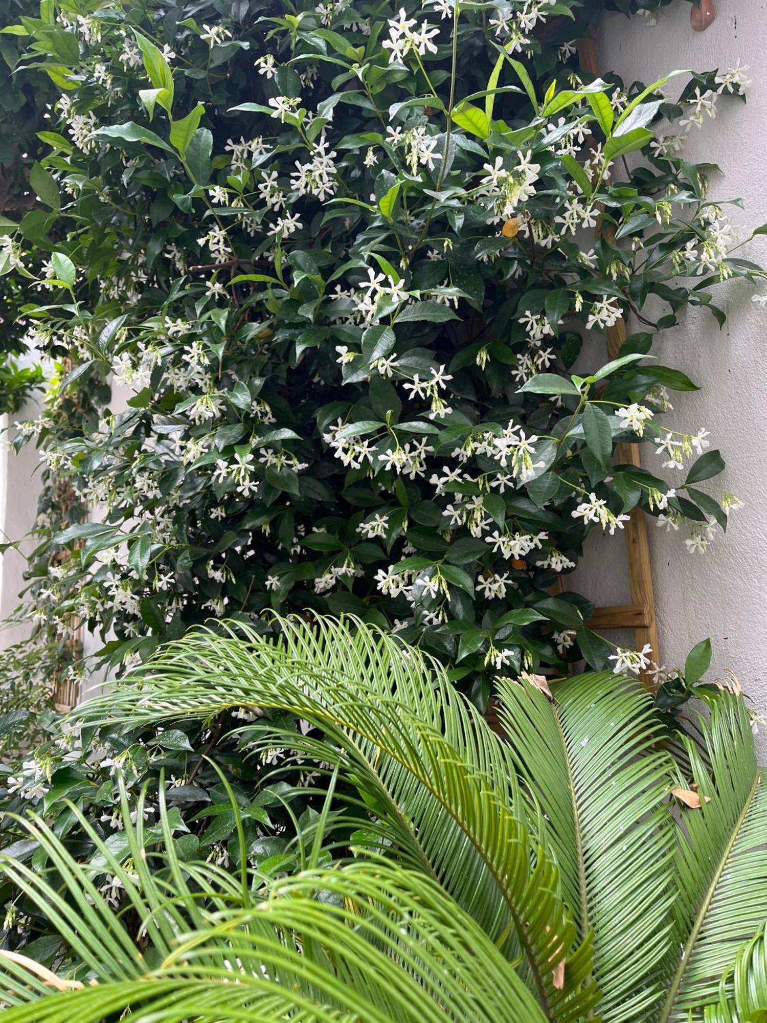 Maria'S Jasmine Lejlighed Volos Eksteriør billede